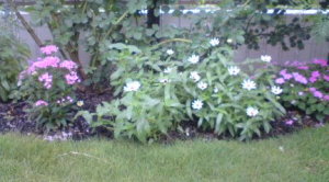 つるバラの根元の花達。ここにも腐葉土を敷いています