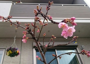 河津桜 咲きはじめました  