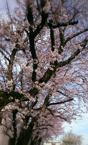 開花まで時間がかかった今年の桜