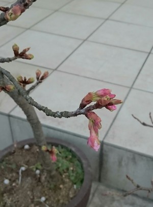 ほころび出した河津桜
